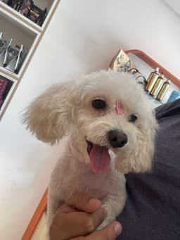 Foto enviada pelo cliente