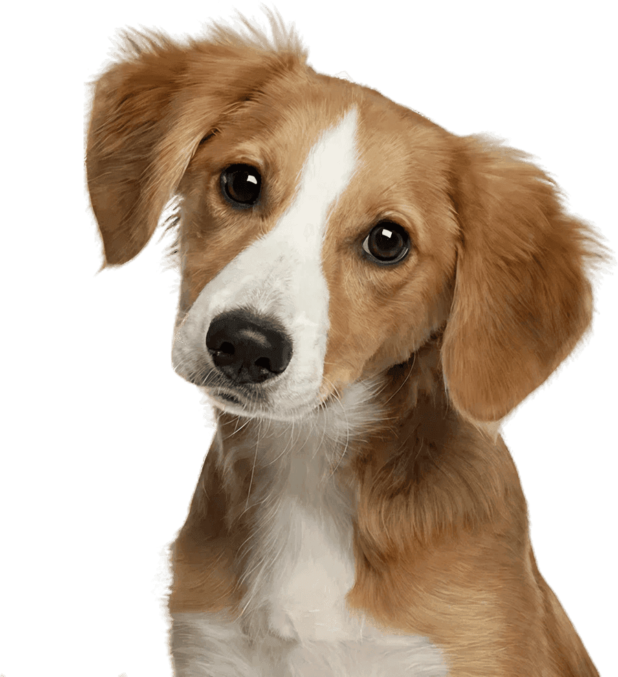 Cachorrinho curioso