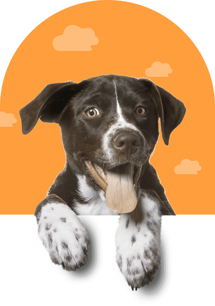 Cachorrinho de óculos espiando pela janela