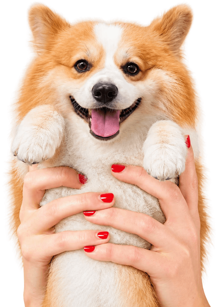 Corgi sorrindo no colo da tutora