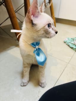 Foto enviada pelo cliente