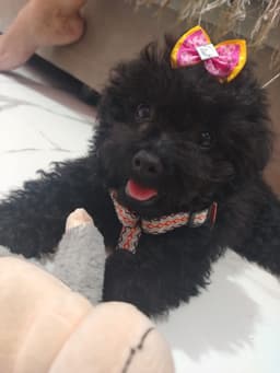 Foto enviada pelo cliente