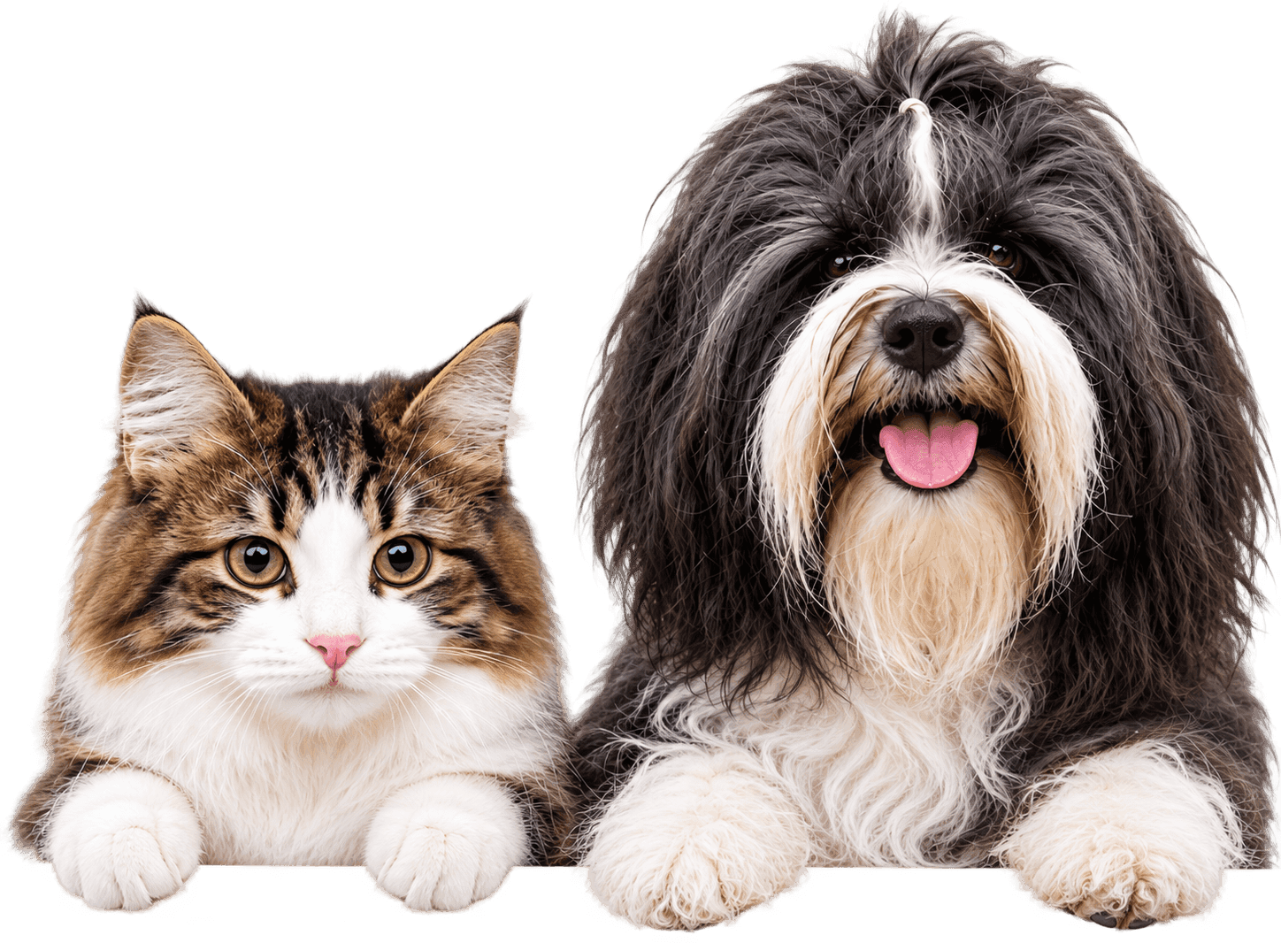 Gato e cachorro apoiados no painel
