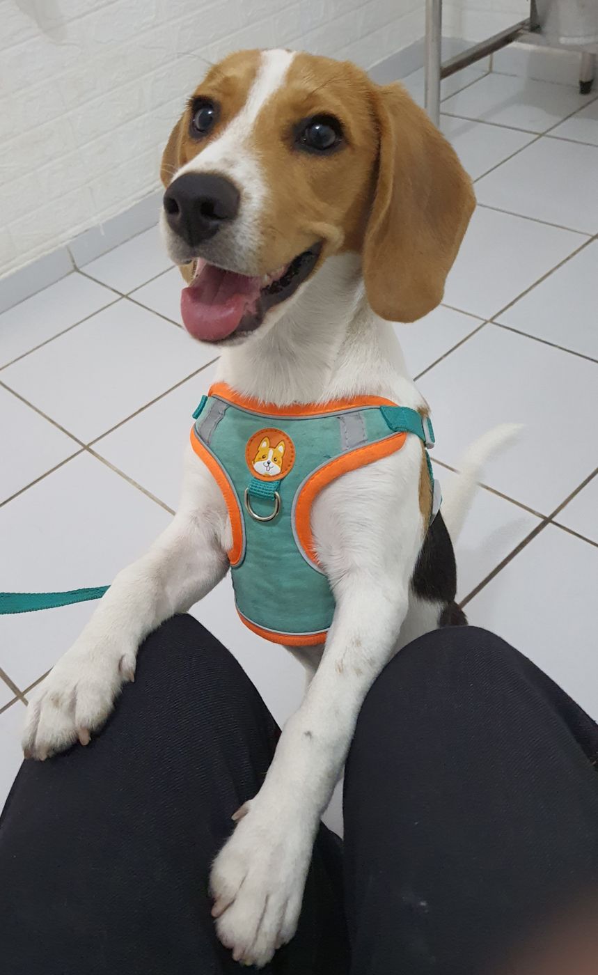 Peitorais, coleiras e guias